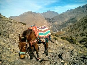 Climbing Mount Toubkal in Morocco by Walkabout Wanderer Keyword: trekking, Walking, hiking, Morocco, Mount Toubkal, North Africa, Travel Blogger, traveller