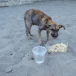 rescuing dog Philipinnes saving animals travel
