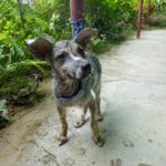 rescuing dog Philipinnes saving animals travel