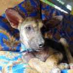 rescuing dog Philipinnes saving animals travel