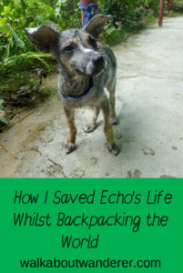 A story of how I rescued a dog in the Philippines and stopped travelling for a while to care for him. Keywords: Travel, Travelling, Blogger, Walkabout wanderer, saving a dog, rescue