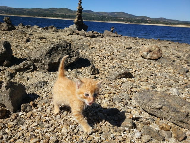Rescuing kitten saving cats in Spain travels L.E.O.N