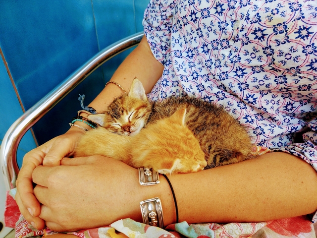 Saving Kittens Whilst Travelling In Spain: Tiggers Story