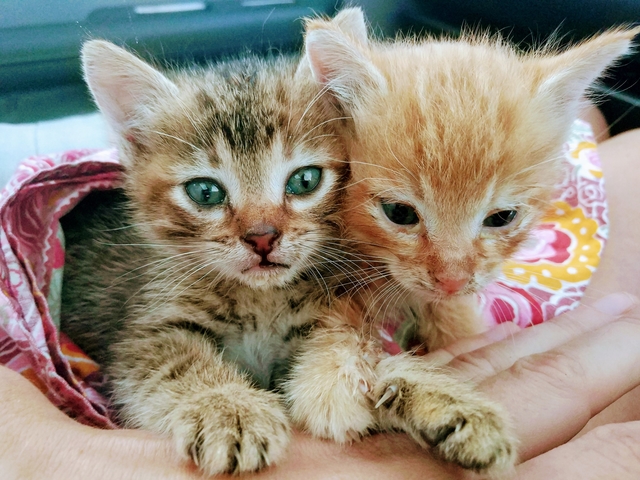 Rescuing kitten saving cats in Spain travels L.E.O.N