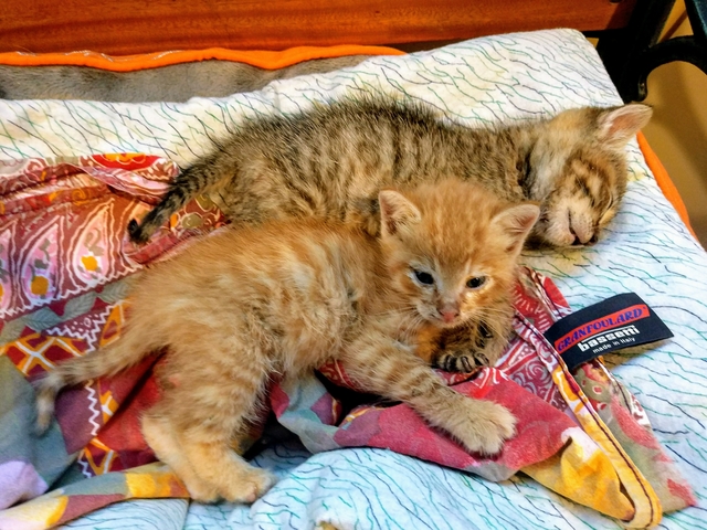 Rescuing kitten saving cats in Spain travels L.E.O.N