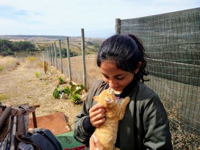 Rescuing kitten sTravelling by car in Portugal 