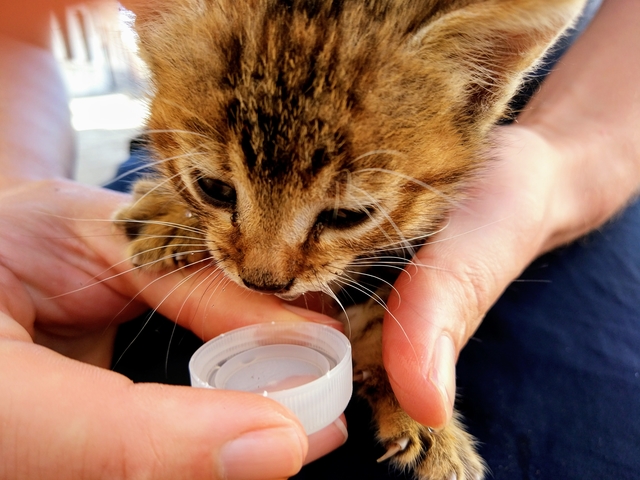 Rescuing kitten saving cats in Spain travels L.E.O.N