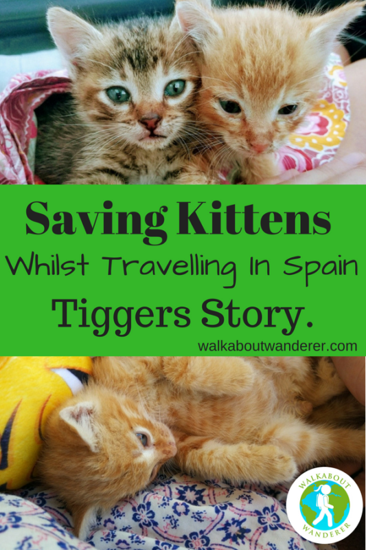 Saving Kittens whilst travelling in Spain: Tiggers Story by Walkabout Wanderer Keywords: rescuing animals travels travel blogger solo female traveller 