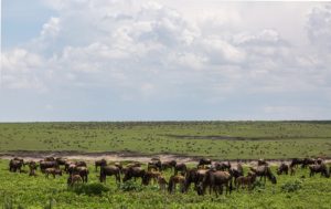 Best Natural Beauties In Tanzania ngorongoro conservation