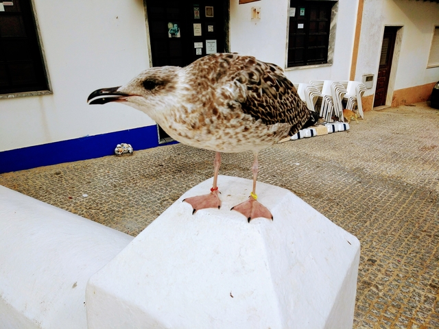 Traveling and living in car Portugal seagull